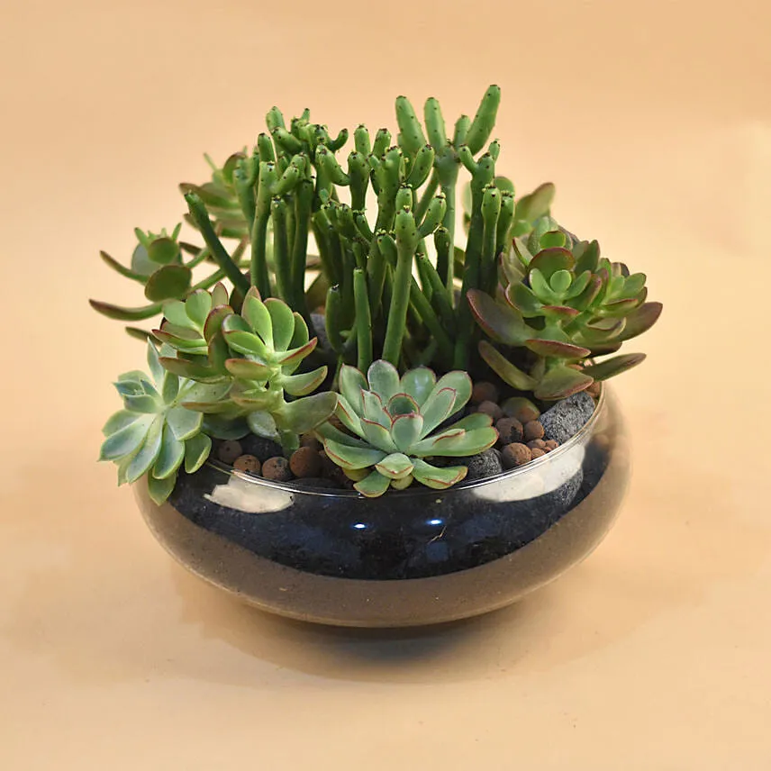 Succulents In Round Glass Vase
