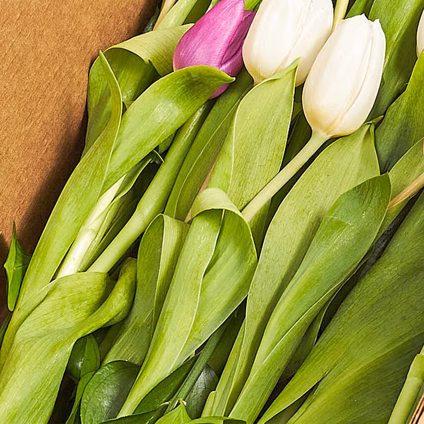 Lovely Mixed Tulips Box