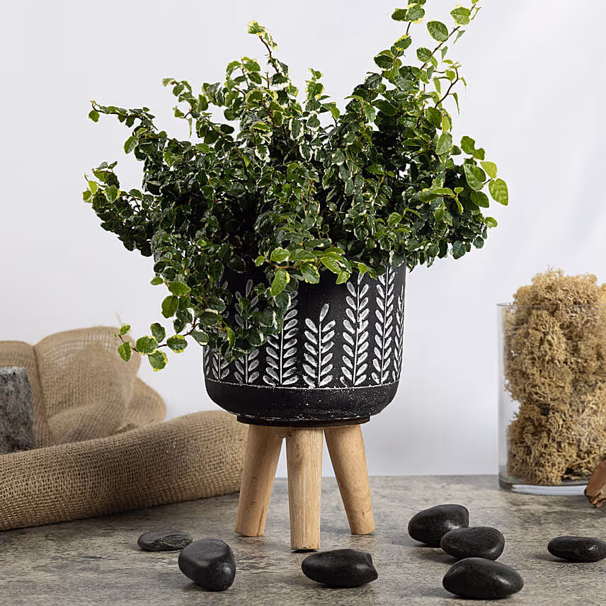 Beautiful Ficus Sunny Plant