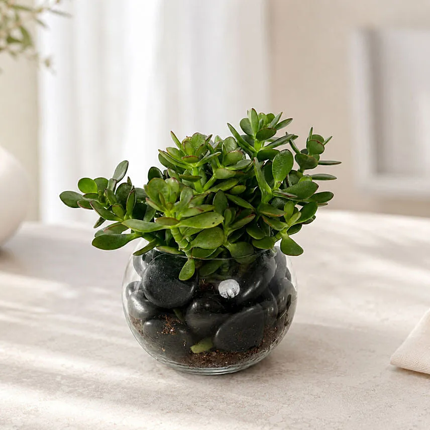 Jade Plant In Glass Bowl