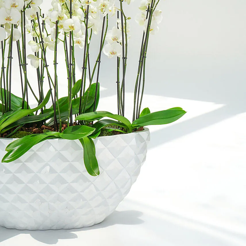 24 Stems Holland Orchid in Premium Diamond Textured Planter