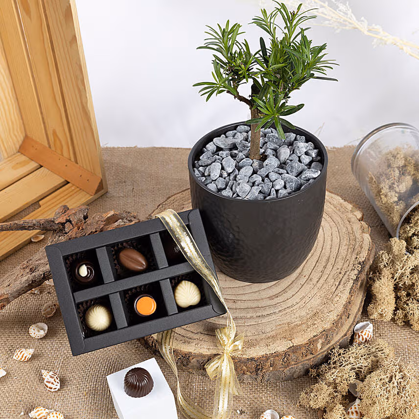 Pine Bonsai with Chocolates