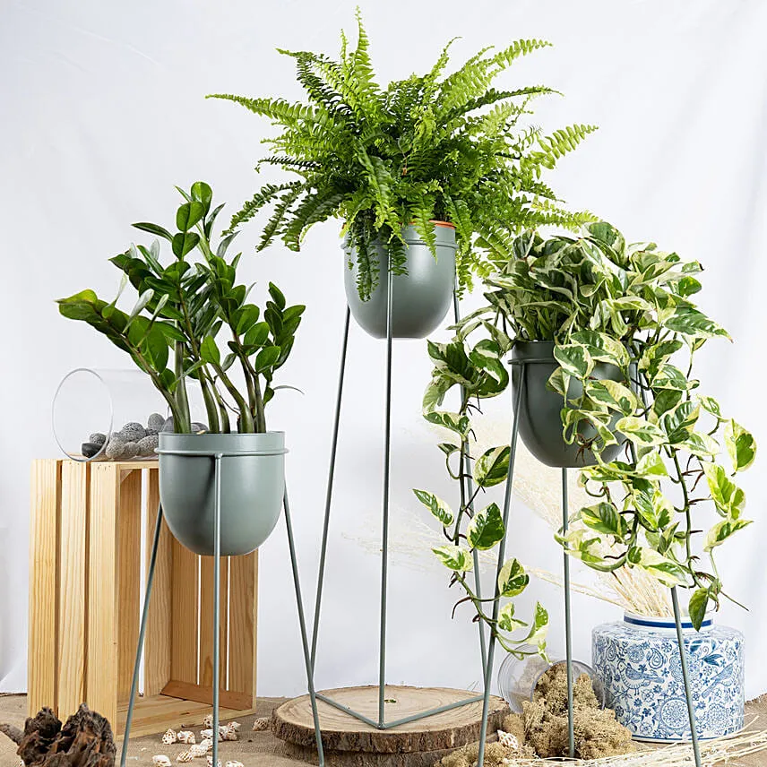 Set of Plants in Premium Stand