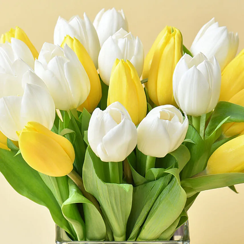 20 Tulips In Vase