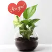 Love You Tag Money Plant