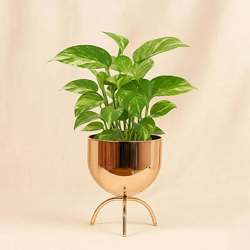 Money Plant in a Golden Pot