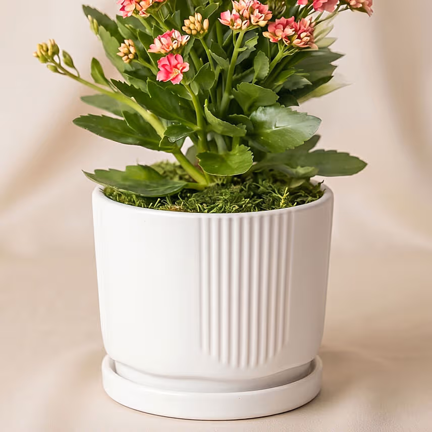 Pink Kalanchoe Plant in White Ceramic Vase