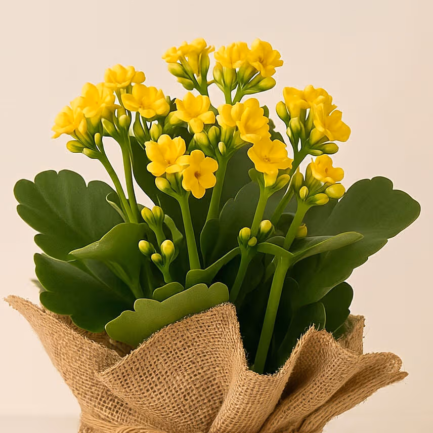 Jute Wrapped Yellow Kalanchoe Plant
