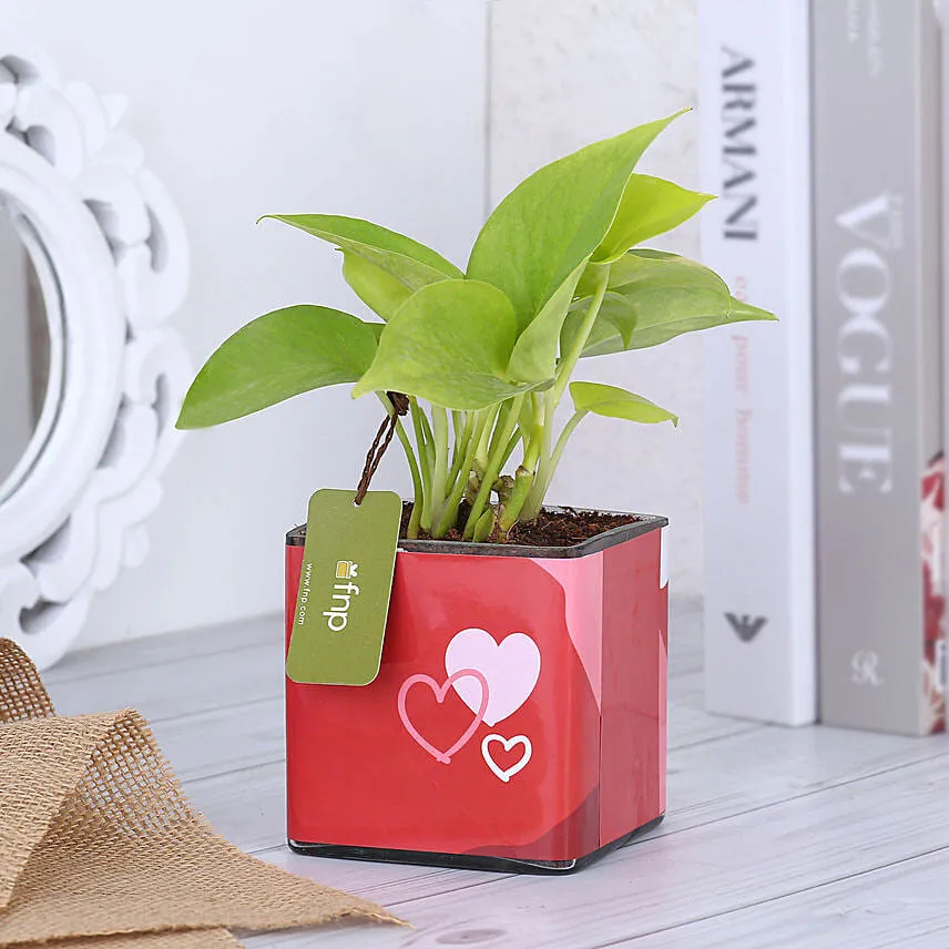 Money Plant In Lucky To Have You Glass Pot Hand Delivery