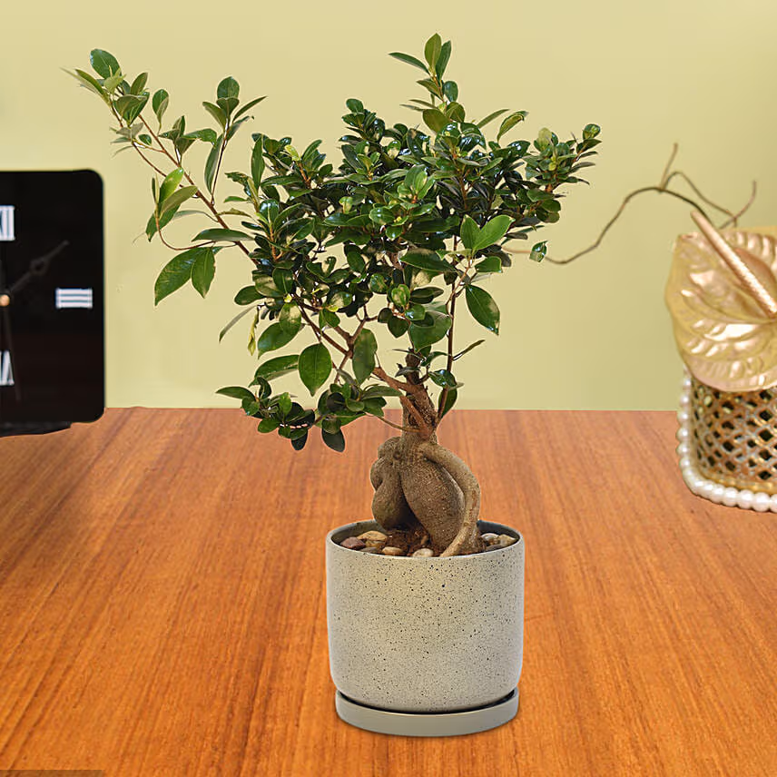 Gracious Ficus Bonsai