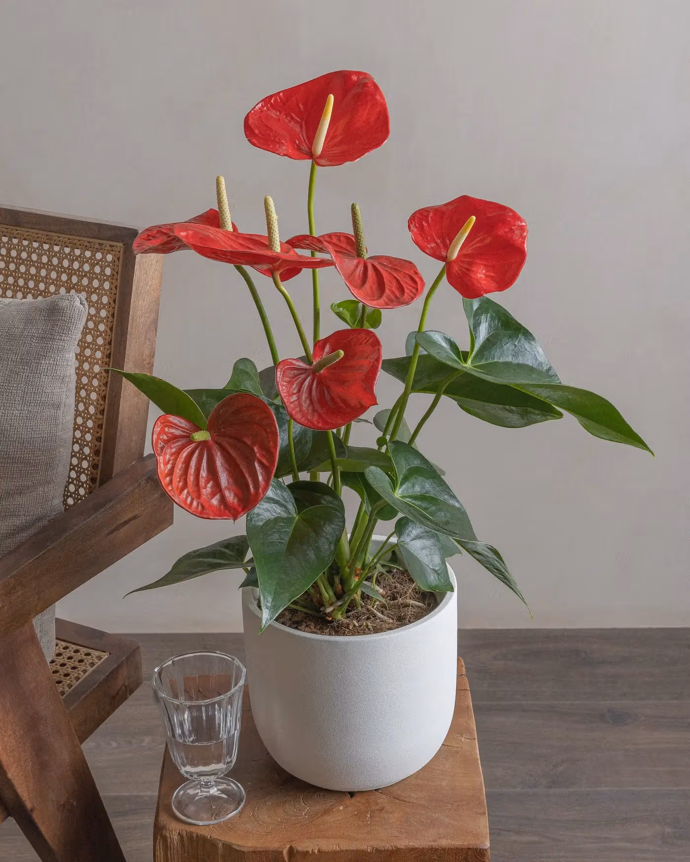 Varient Advanced - Test Product - Nursery / White