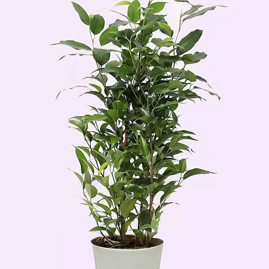 Ficus Plant In Pineapple Design Pot