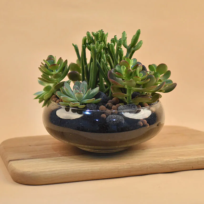 Succulents In Round Glass Vase
