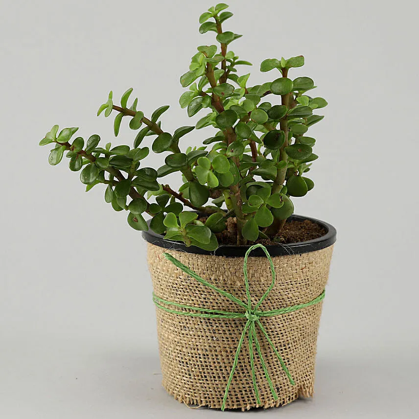 Jade Plant Personalised Black Bday Mug With Ferrero Rocher