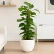Elegant Upright Green Moss Pole Plant in White Cement Pot - Epipremnum Showcase