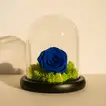 Elegant Blue Preserved Rose in Glass Dome