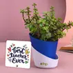 Charming Jade Plant with Conical Self-Watering Pot & Best Teacher Table Top