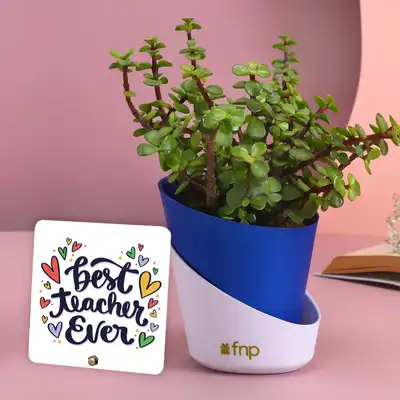 Charming Jade Plant with Conical Self-Watering Pot & Best Teacher Table Top