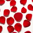 Premium Fresh Red Rose Petals - Half Kg