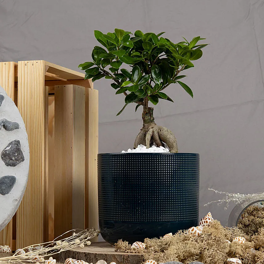 Ficus Bonsai in a Premium Planter