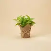 Pothos Planter