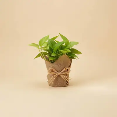 Pothos Planter
