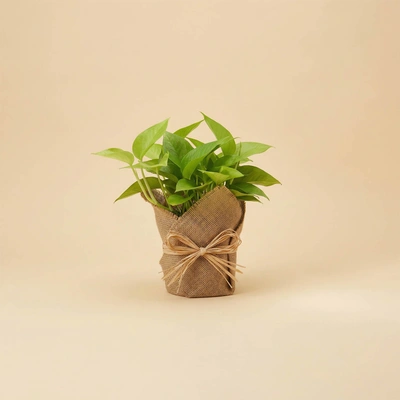 Pothos Planter