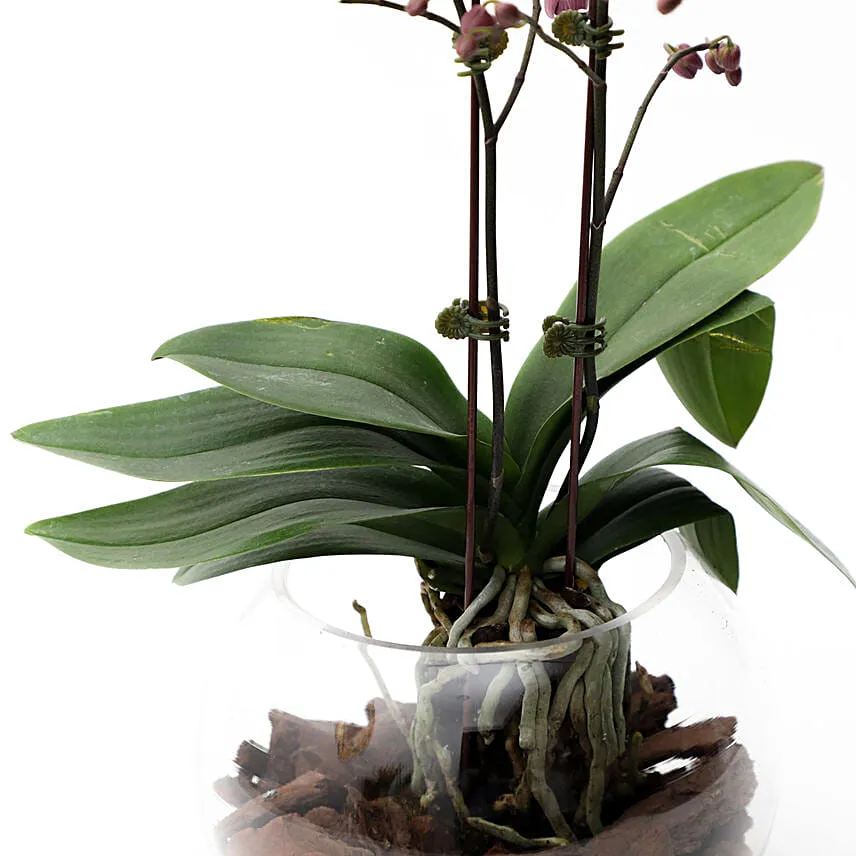 Mini Double Phalaenopsis In Fishbowl