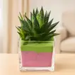 Elegant Gasteria Flow Plant in a Decorative Square Glass Jar