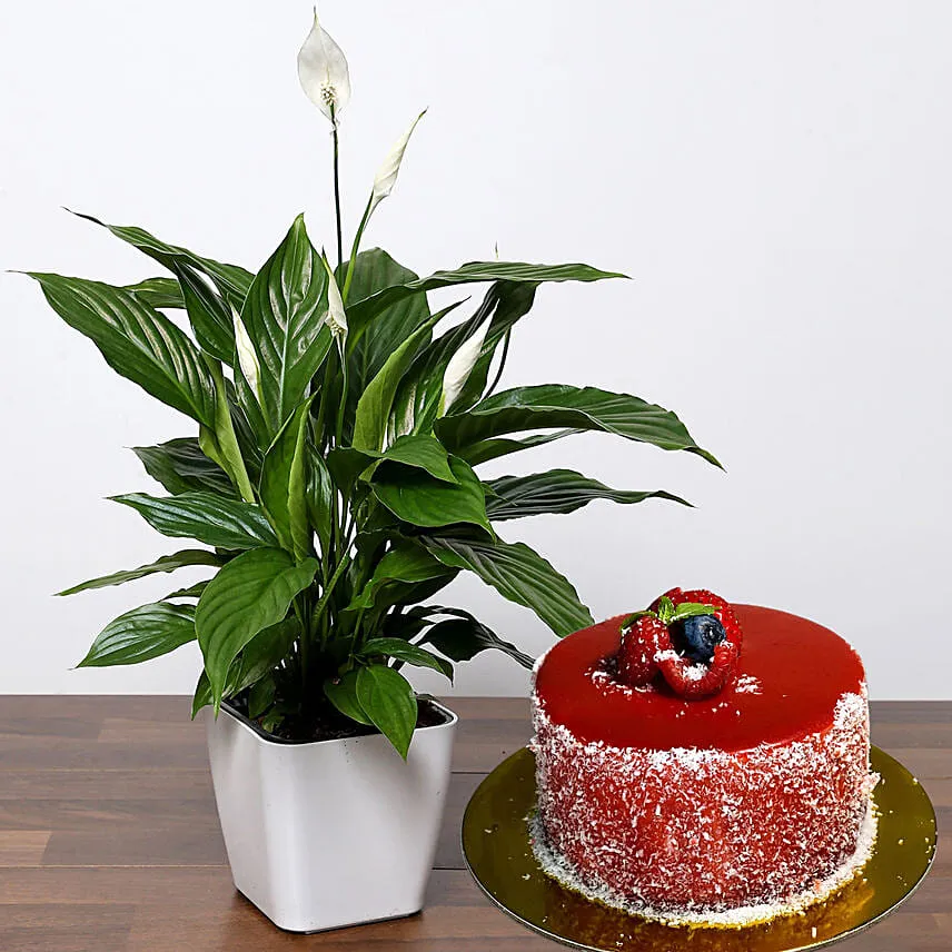Attractive Peace Lily Plant with Cake