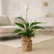 Elegant Jute Wrapped Peace Lily Plant - Spathiphyllum Vivaldi/Lauretta