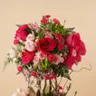 Opulent Pink Crown Flowers - Premium