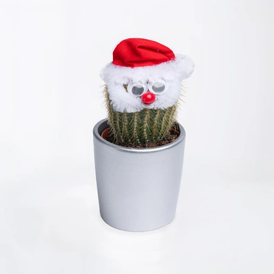 Festive Xmas Cactus in Decorative Silver Pot with Santa Hat