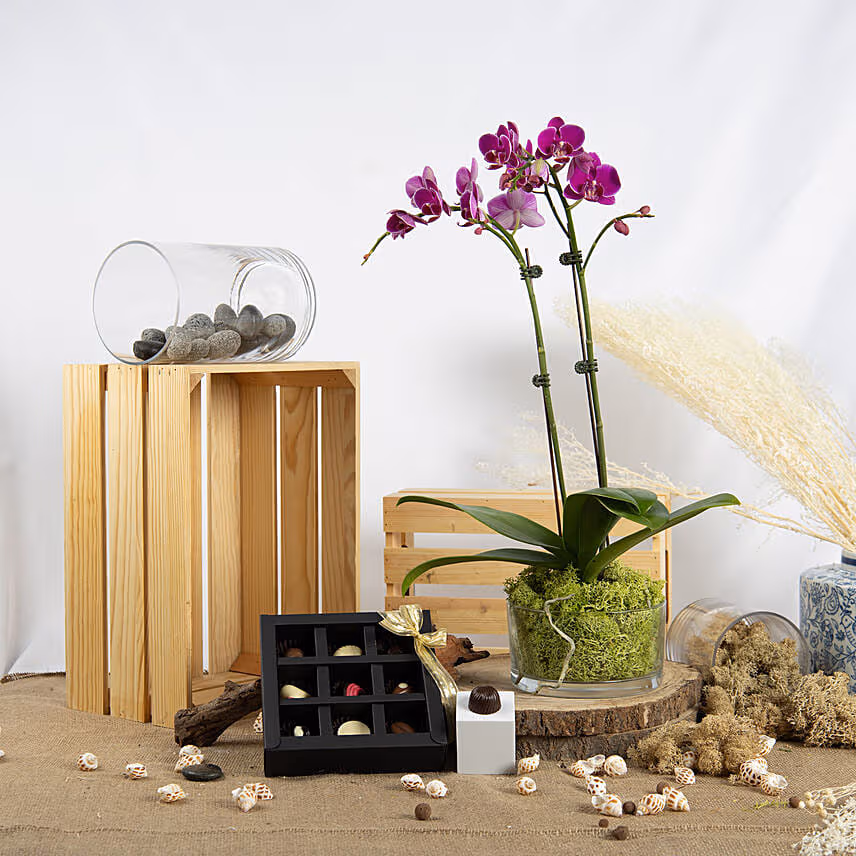Dual Stem Orchid Plant and Chocolates