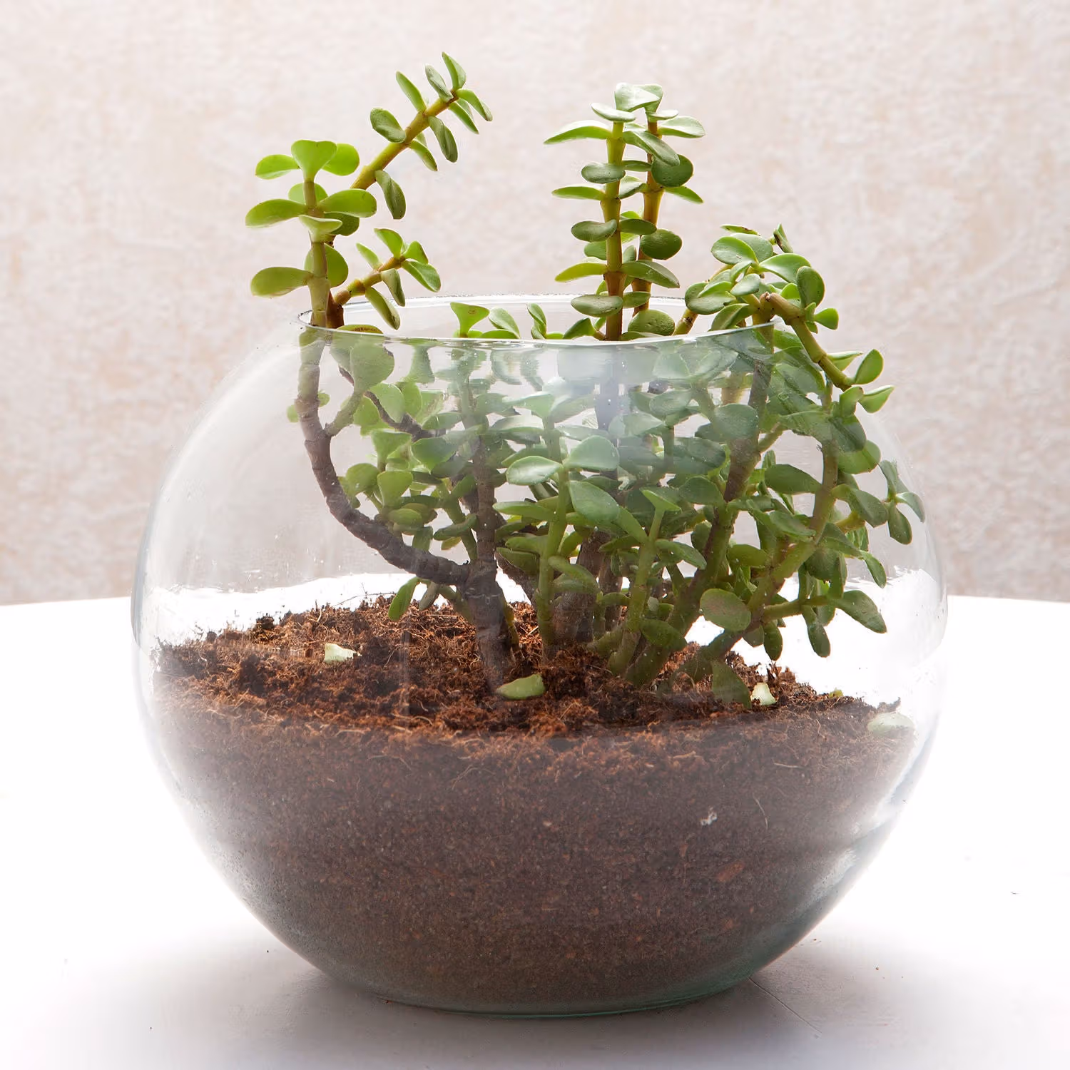Jade Plant Terrarium In Glass Vase