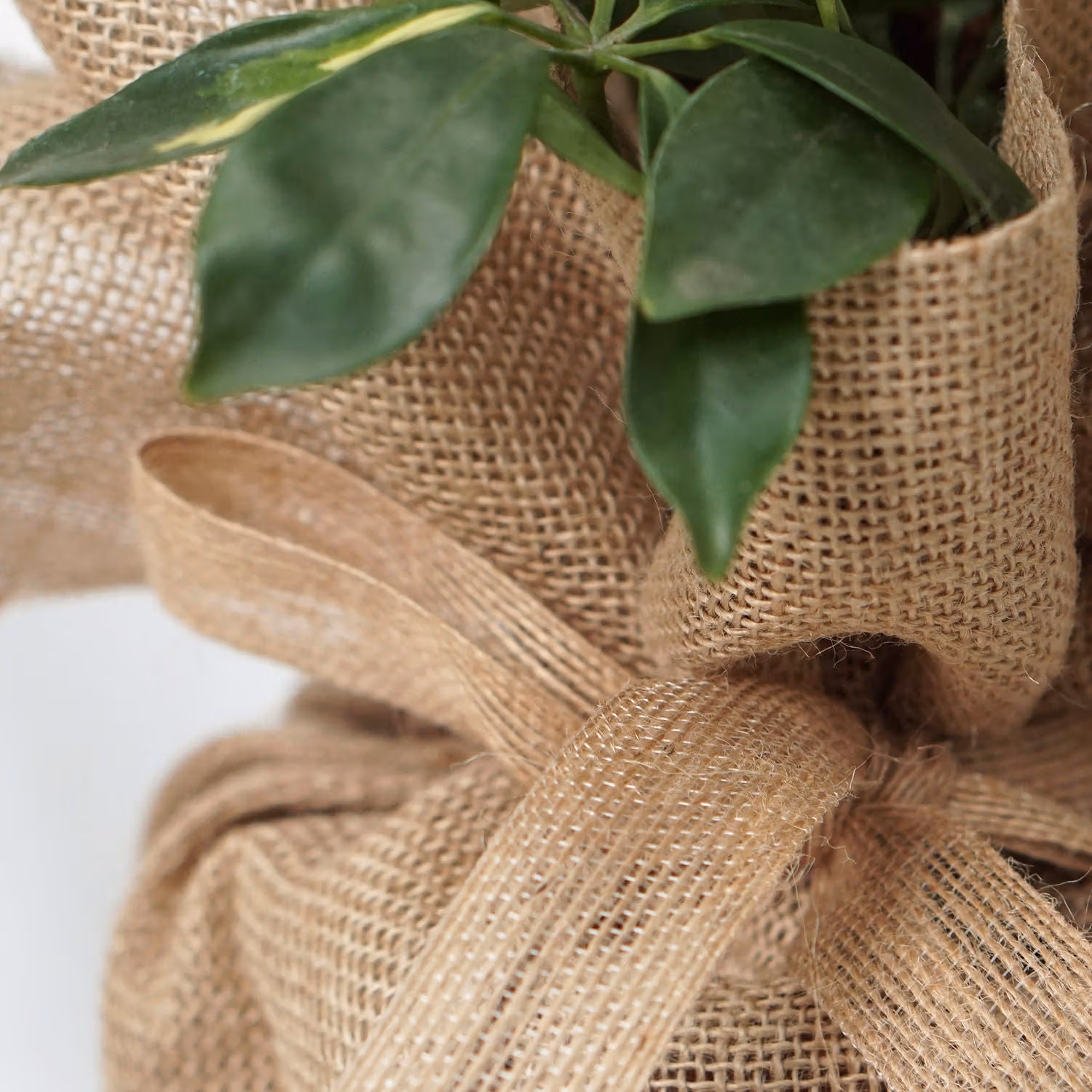 Schefflera Arb Gold Capella Plant