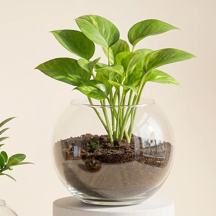 Bonsai Plant and Money Plant in Glass Bowl