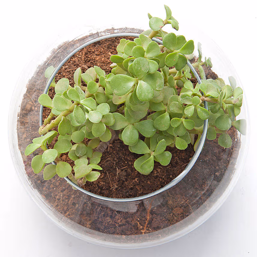 Jade Plant In Round Vase & Ferrero Rocher