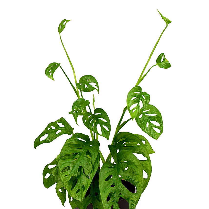 Monstera Plant Small