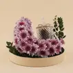 Chrysanthemums Crescent with Premium Dates