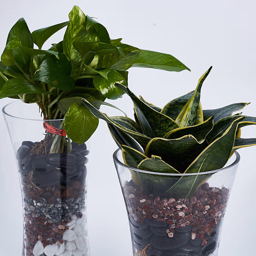 Sanseveria And Money Plant In Tall Vase