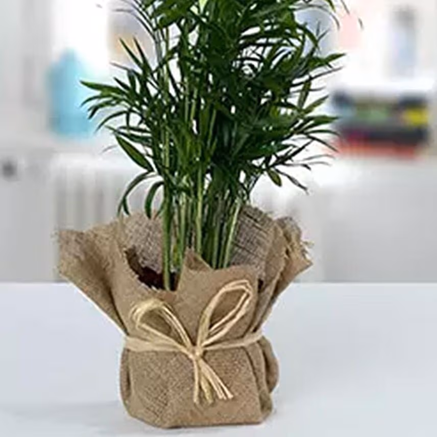 Chamaedorea In Jute Wrapped Plant