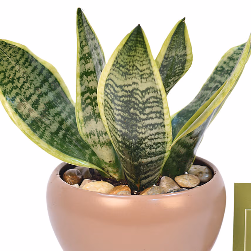 Snake Plant In Designer Pot