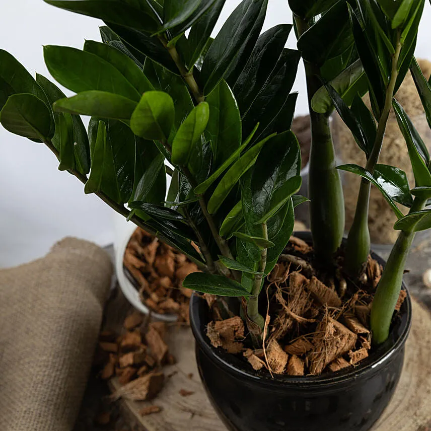 Air Purifying ZZ Plant