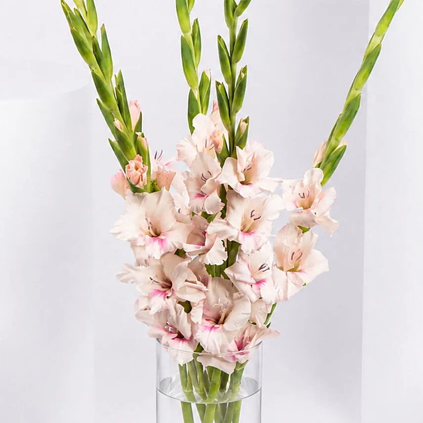 Pink Gladiolus In Premium Vase
