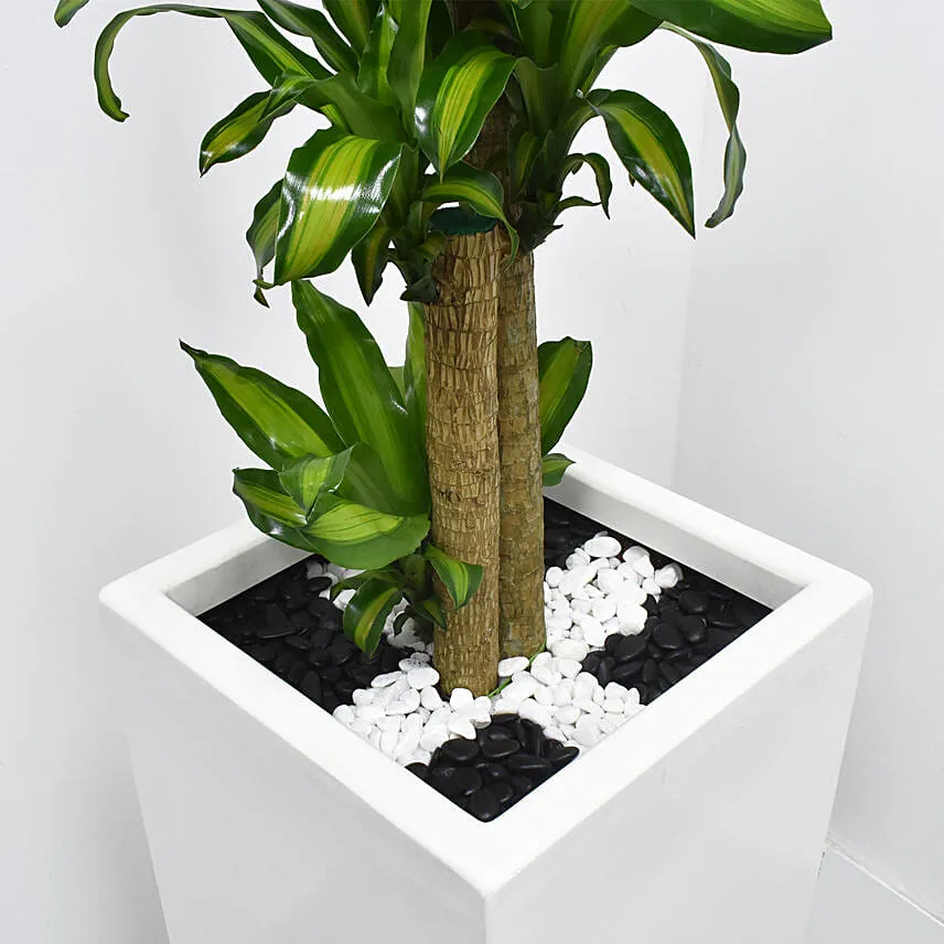 Dracaena Massangeana in 80cm High Planter