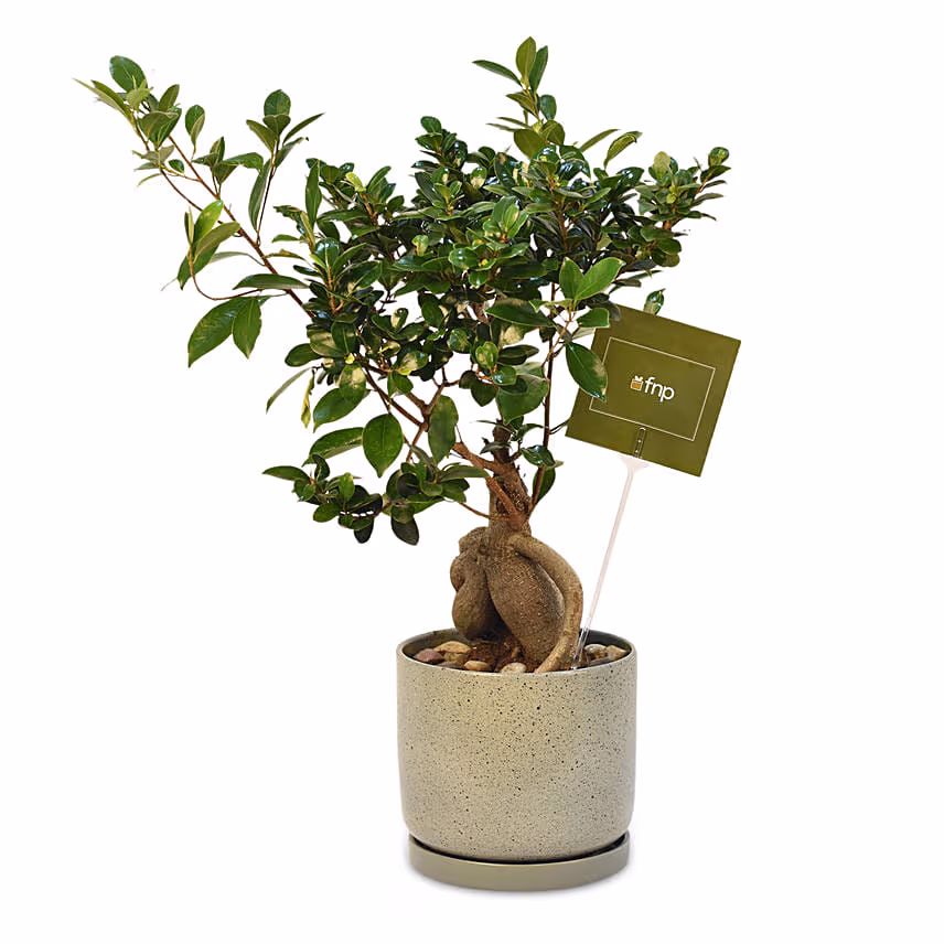 Gracious Ficus Bonsai