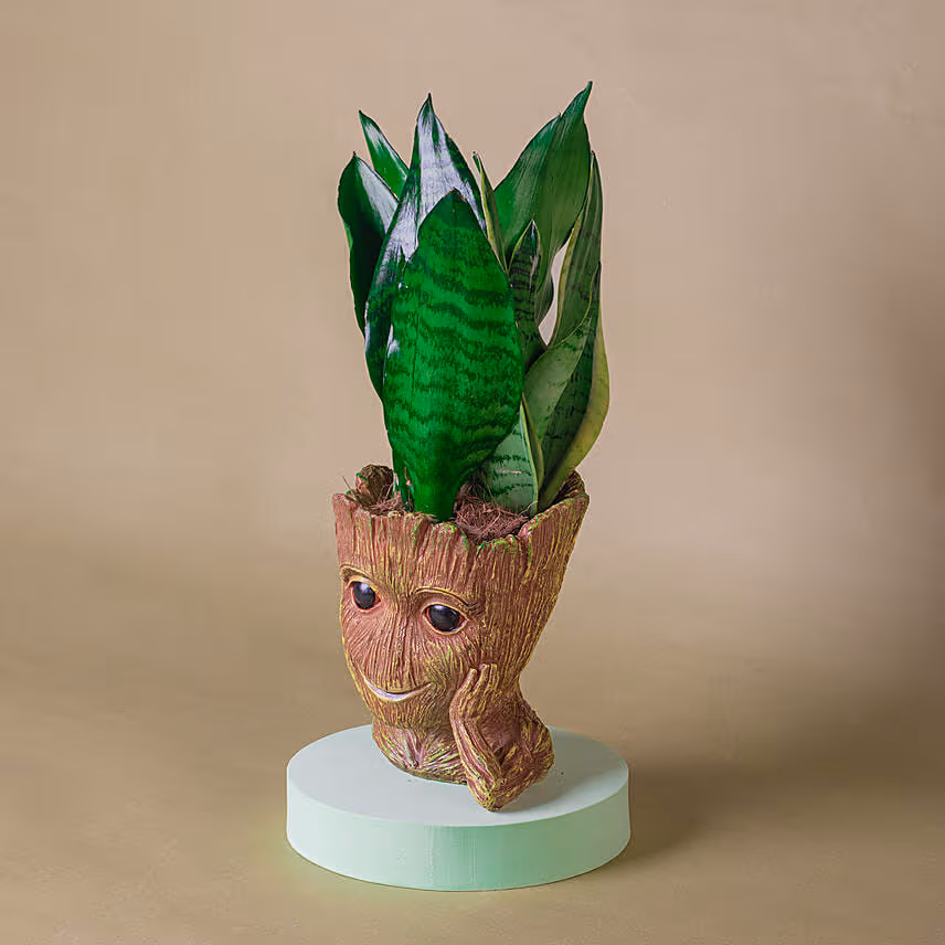 Sansevieria I Am Groot Pot