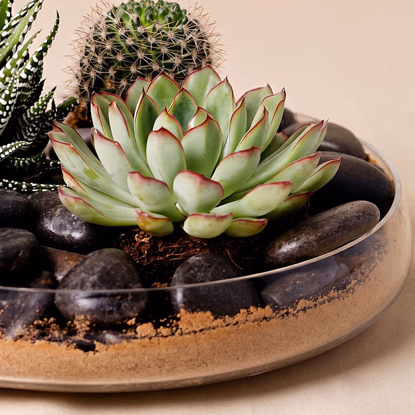 Combo of 3 Plants In Clear Glass Platter