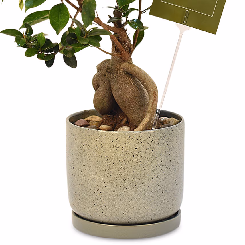 Gracious Ficus Bonsai